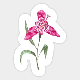 Tiger lily Sticker